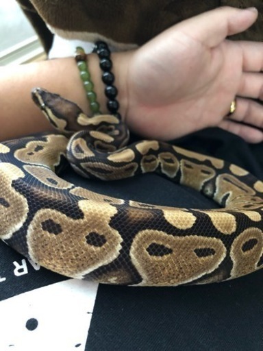 ボールパイソン ノーマル 雫 甲賀のその他の里親募集 ジモティー