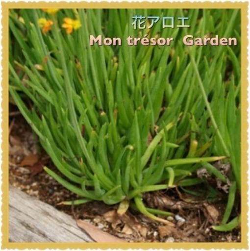 五本 花アロエ 植えっぱなし 手間いらず 500円以上から 南大分のその他の中古あげます 譲ります ジモティーで不用品の処分 五本 花アロエ 植えっぱなし 手間いらず 500円以上から 南大分のその他の中古あげます 譲ります ジモティーで不用品の処分
