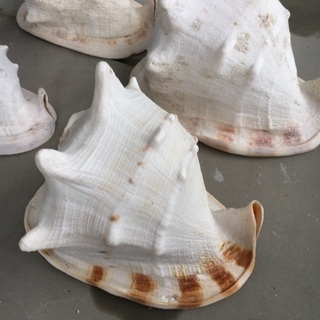 22、トウカムリガイ、大きな貝殻、巻貝？、カイガラ4個セット