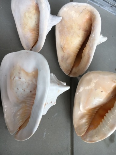 22 トウカムリガイ 大きな貝殻 巻貝 カイガラ4個セット うみ 豊見城のその他の中古あげます 譲ります ジモティーで不用品の処分