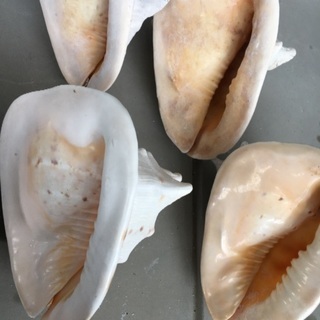 22、トウカムリガイ、大きな貝殻、巻貝？、カイガラ4個セット