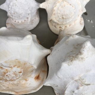22、トウカムリガイ、大きな貝殻、巻貝？、カイガラ4個セット