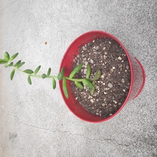 観葉植物　多肉植物　引越　癒し　小型　1