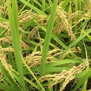 種まきから育てた専門農家のお米