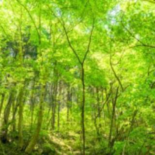大阪府の山林 住宅情報 ジモティー