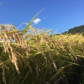 お米△玄米！30キロ！限定2袋！はえぬき！セット値引きあり！早い者勝ち！