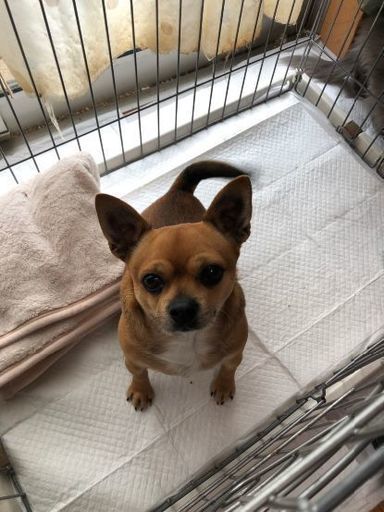関数 壮大な パール チワワ の 保護 犬 Woodbuildersconstruction Com