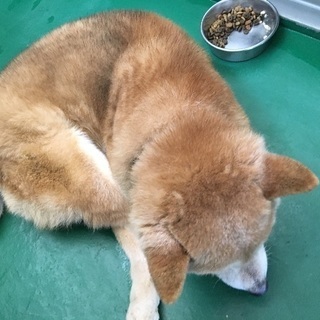 超緊急で助けて下さい！神戸市の犬