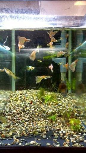国産グッピー 水槽の中の魚全部 完了 プロフィール要確認 臼杵の家電の中古あげます 譲ります ジモティーで不用品の処分 国産グッピー 水槽の中の魚全部 完了 プロフィール要確認 臼杵の家電の中古あげます 譲ります ジモティーで不用品の処分