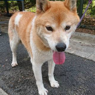引き取り拒否雑種 オス ポスティング部 観音寺の犬の里親募集 ジモティー