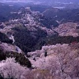 日帰り遠足サークル！🌸４月　日本を代表する桜の名所 吉野の桜を見...