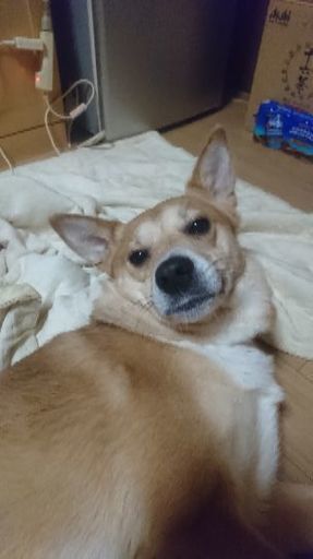 悲しいけど D です ヒロ 苫小牧の犬の里親募集 ジモティー 悲しいけど D です ヒロ 苫小牧の犬の里親募集 ジモティー