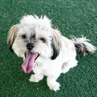 埼玉県 さいたま市の犬の里親募集 ジモティー