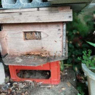 蜜蜂と巣箱