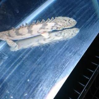 ポリプテルス2匹セット