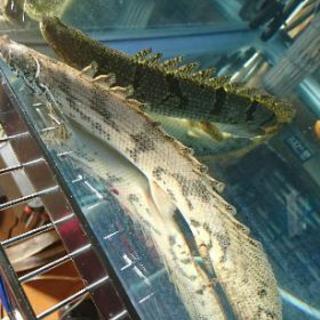 ポリプテルス2匹セット