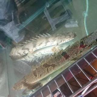 ポリプテルス2匹セット