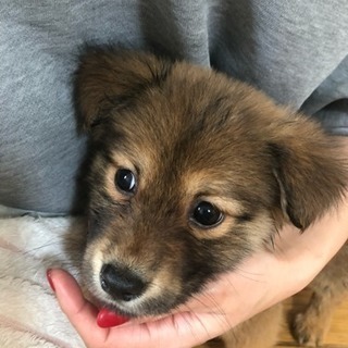 3カ月の子犬家族として迎えて下さる方 - 品川区