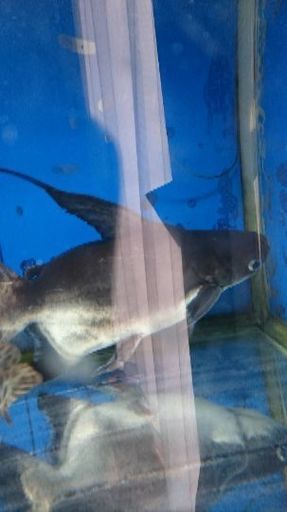ショートボディ パールン