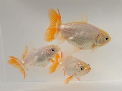 金魚 地金 ジキン 明け2歳 1匹 ミジンコ 赤磐のその他の中古あげます 譲ります ジモティーで不用品の処分 金魚 地金 ジキン 明け2歳 1匹 ミジンコ 赤磐のその他の中古あげます 譲ります ジモティーで不用品の処分