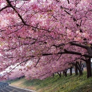 春だ！！桜だ！！BBQだ！！in昭和記念公園