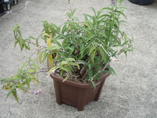 アメジストセージ レウカンサ ノボタンコートダジュールの寄せ植え８鉢ガーデニング庭つくり宿根草 Basara 世田谷のその他の中古あげます 譲ります ジモティーで不用品の処分