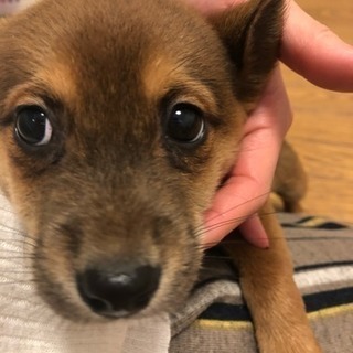 生後3カ月の子犬