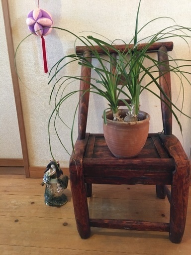 花台 観葉植物の台に イス型 取りに来られる方 Sachisunny 郡山の寝具 布団 の中古あげます 譲ります ジモティーで不用品の処分