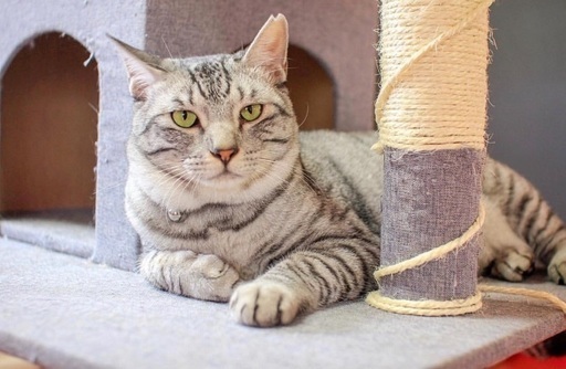 イケ猫 猫婆 三日市の猫の里親募集 ジモティー イケ猫 猫婆 三日市の猫の里親募集 ジモティー