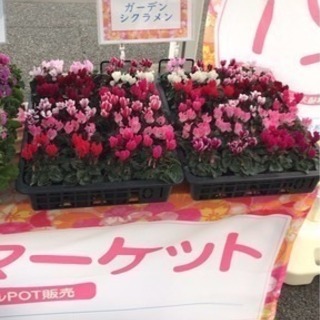 3時間で5000円 3 30 単発島忠 八潮店の近くお花屋さんです ようすけ 八潮の販売の無料求人広告 アルバイト バイト募集情報 ジモティー