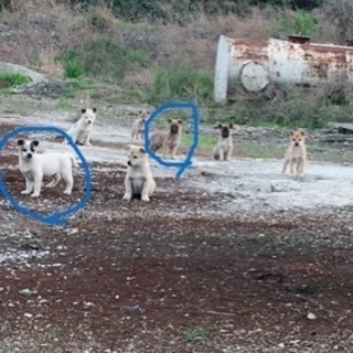 写真追加しました。野良犬の子供たちです 