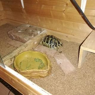 急募 里親募集 リクガメ 飼育用セット付き ベキ 西宮北口のその他の里親募集 ジモティー