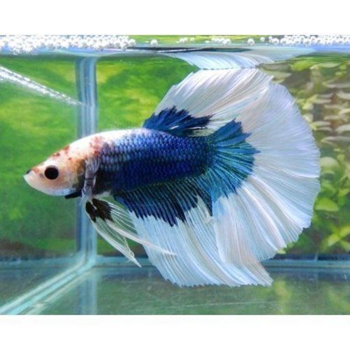 ベタ 稚魚 メス きなちゃんず 鶴瀬のその他の中古あげます 譲ります ジモティーで不用品の処分 ベタ 稚魚 メス きなちゃんず 鶴瀬のその他の中古あげます 譲ります ジモティーで不用品の処分
