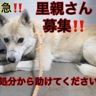 緊急！顔に傷がある雌犬です！