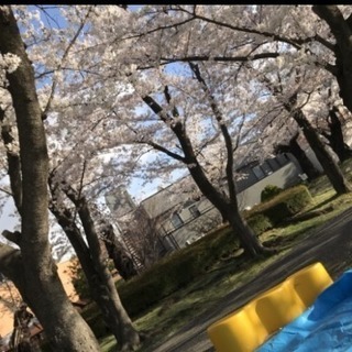 🌸🌸郡山で遊び隊🌸🌸開成山公園お花見🌸