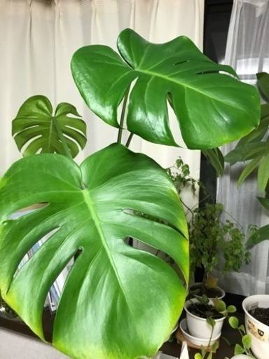 観葉植物 モンステラ パキラ ペペロミア ステレオスペルマム じょー 喜多見のその他の中古あげます 譲ります ジモティーで不用品の処分