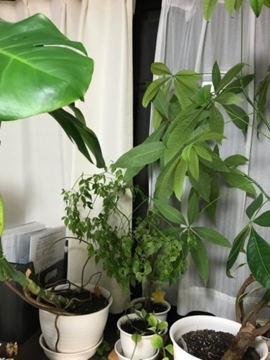 観葉植物 モンステラ パキラ ペペロミア ステレオスペルマム じょー 喜多見のその他の中古あげます 譲ります ジモティーで不用品の処分