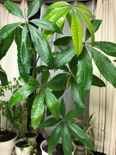 観葉植物 モンステラ パキラ ペペロミア ステレオスペルマム じょー 喜多見のその他の中古あげます 譲ります ジモティーで不用品の処分