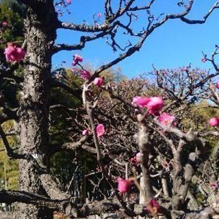 急募 アルバイト募集 総合造園業 株 石川造園 北越谷の建築の無料求人広告 アルバイト バイト募集情報 ジモティー
