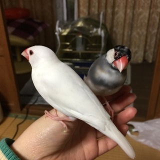 文鳥2羽の里親募集