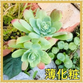 2本  多肉植物 薄化粧 #【野放し・手間いらず】