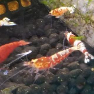 赤系ビーシュリンプ   ２匹 赤系ビーシュリンプ 2匹