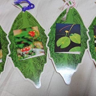 尾瀬の花しおり 砂月 青砥のその他の中古あげます 譲ります ジモティーで不用品の処分