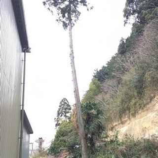 樹木の伐採 円周が140cm 直径44cm 高さ10m 杉の木