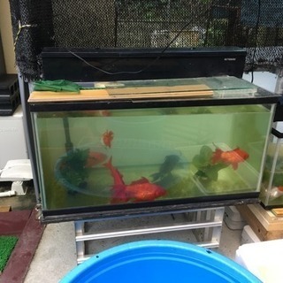 水槽と金魚のセット 金魚のみも可