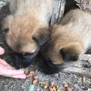 子犬の里親募集。終了しました。ありがとうございました。