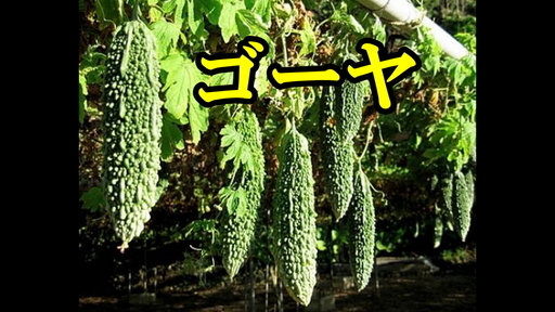 家庭菜園野菜の種 無農薬 ゴーヤ エゴマ ツルムラサキ ニラ 朝顔の種 5袋300円 コムちゃん 呉のその他の中古あげます 譲ります ジモティーで不用品の処分