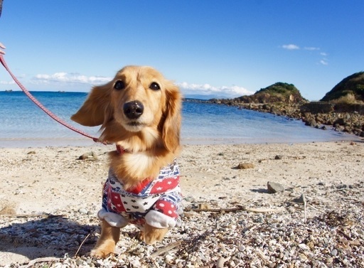 短期 夏のバイト 伊豆のペンション 海が目の前 ペット宿 晴レ屋 伊豆急下田のその他の無料求人広告 アルバイト バイト募集情報 ジモティー