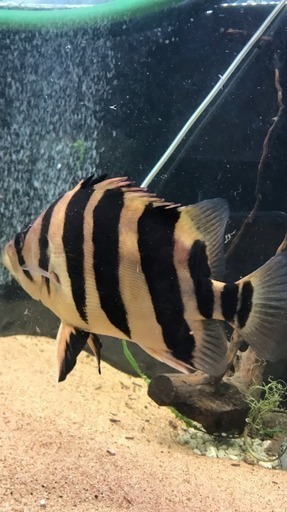 ダトニオ