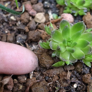 〈終了〉日本の多肉植物・ツメレンゲ苗